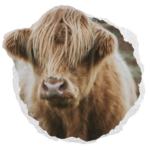 Mini Highland Cows for sale – Mini Cows for sale